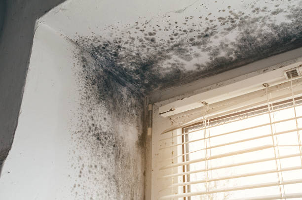 Affordable Basement Mold Removal solutions in Ludington, MI