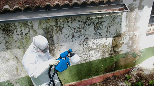 Top rated local Basement Mold Removal specialists in Ludington, MI